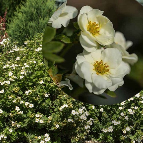 Potentilla fruticosa 'Creme Brulee' - Harilik põõsasmaran 'Creme Brulee' C1/1L